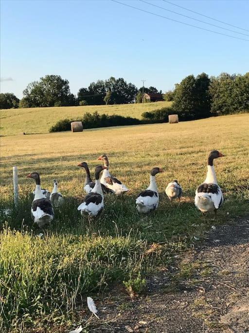 « Le Vieux Hangar » Gite A La Ferme Truffe Exterior photo